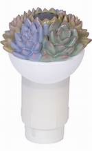 Solar Light Up Succulent Chlorine Dispenser